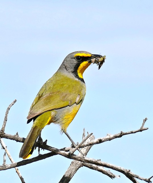 Photo of Bokmakierie