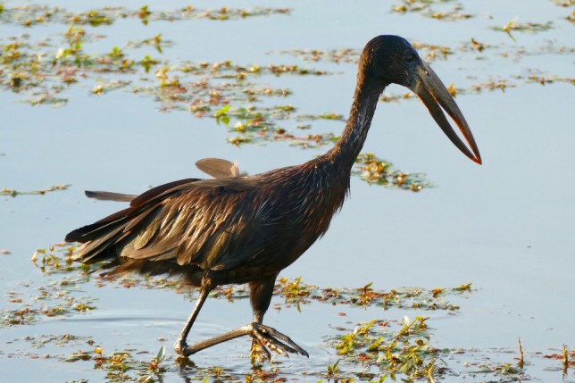 Photo of African Openbill