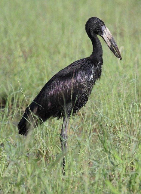 Photo of African Openbill