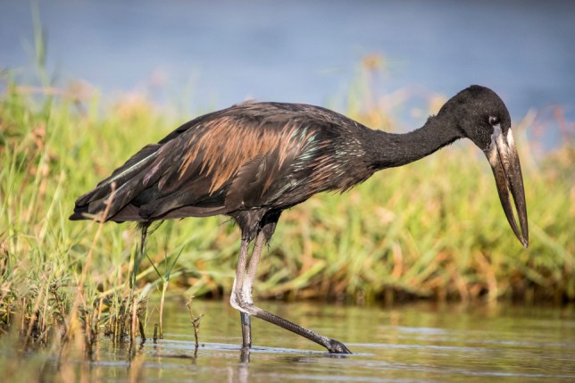 Photo of African Openbill