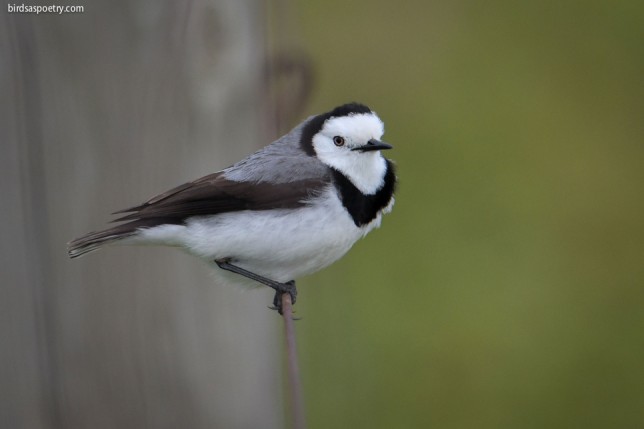 Photo of White-fronted Chat