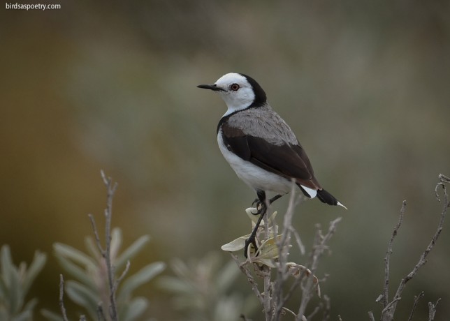Photo of White-fronted Chat