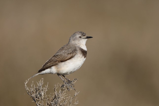 Photo of White-fronted Chat
