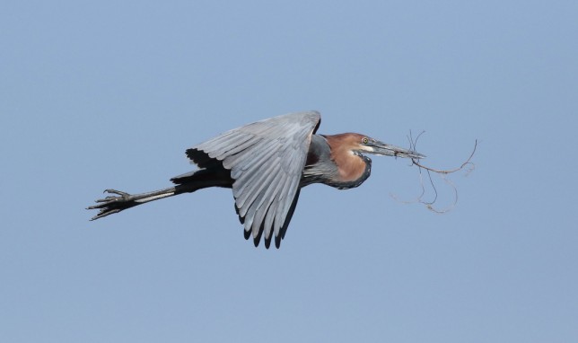 Photo of Goliath Heron