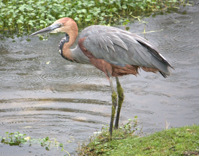 Photo of Goliath Heron