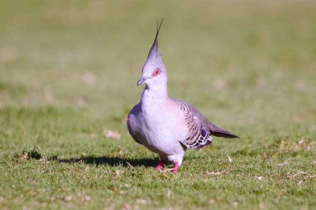 Photo of Crested Pigeon