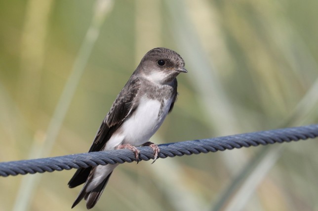 Photo of Bank Swallow