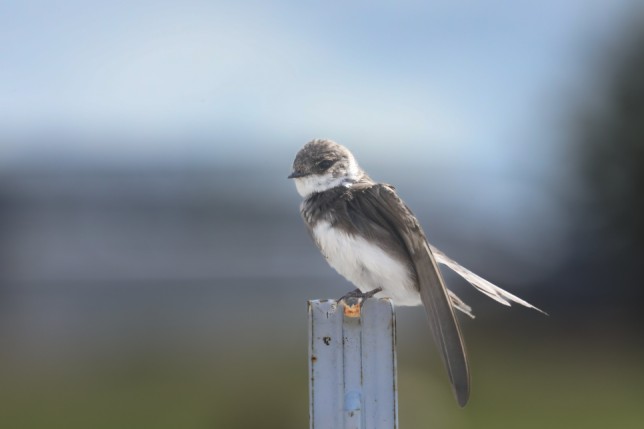 Photo of Bank Swallow