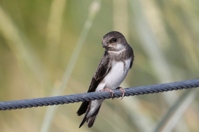 Photo of Bank Swallow