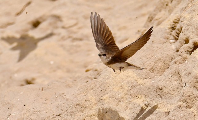 Photo of Bank Swallow