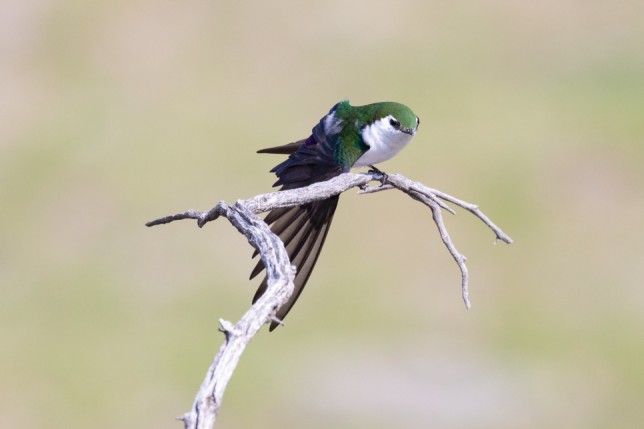 Photo of Violet-green Swallow
