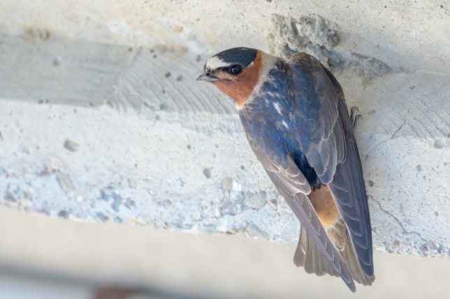 Photo of Cliff Swallow