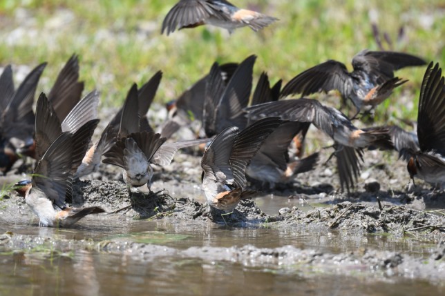 Photo of Cliff Swallow