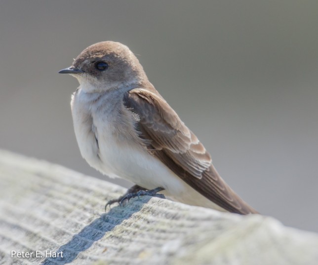 Photo of Northern Rough-winged Swallow