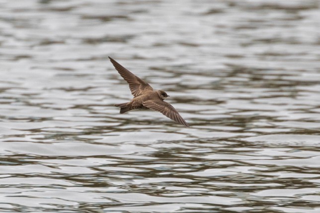 Photo of Northern Rough-winged Swallow