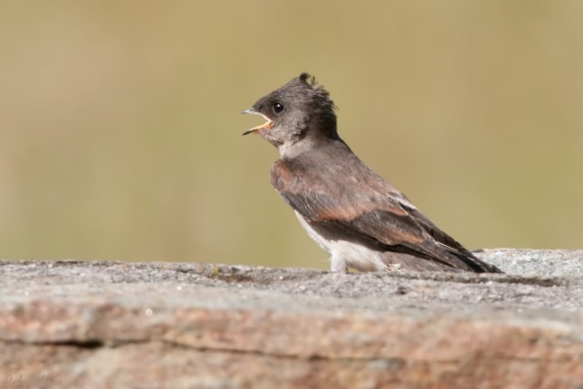Photo of Northern Rough-winged Swallow