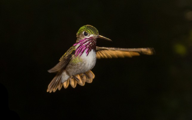 Photo of Calliope Hummingbird