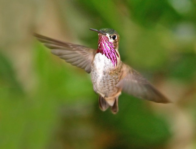 Photo of Calliope Hummingbird