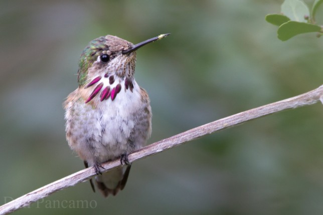 Photo of Calliope Hummingbird