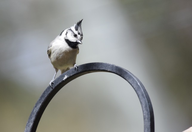 Photo of Bridled Titmouse