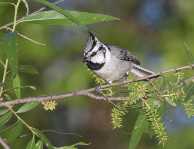Photo of Bridled Titmouse