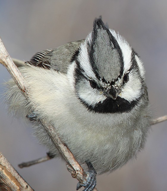 Photo of Bridled Titmouse