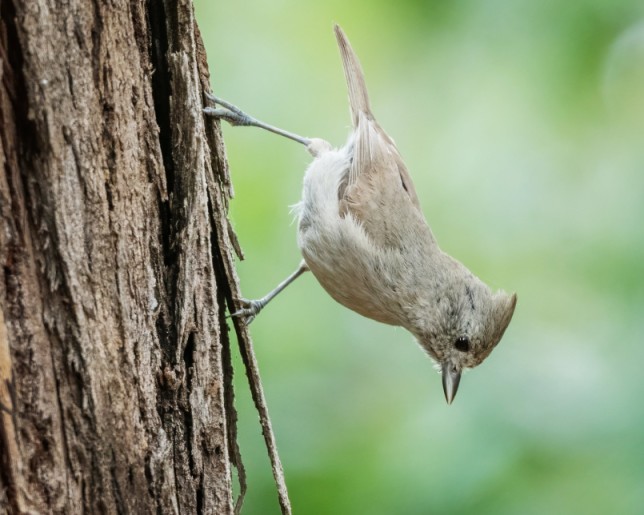 Photo of Oak Titmouse