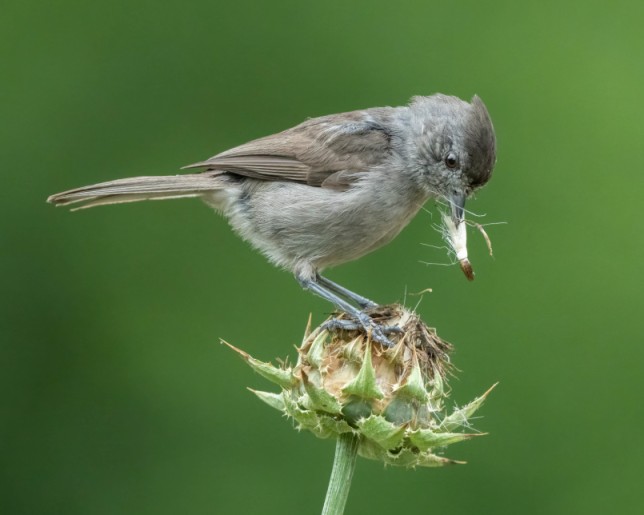 Photo of Oak Titmouse