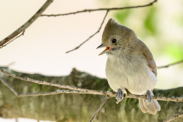Photo of Oak Titmouse