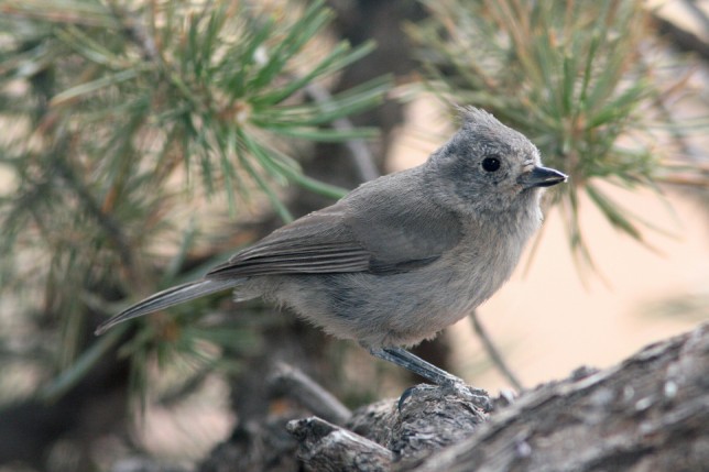 Photo of Juniper Titmouse