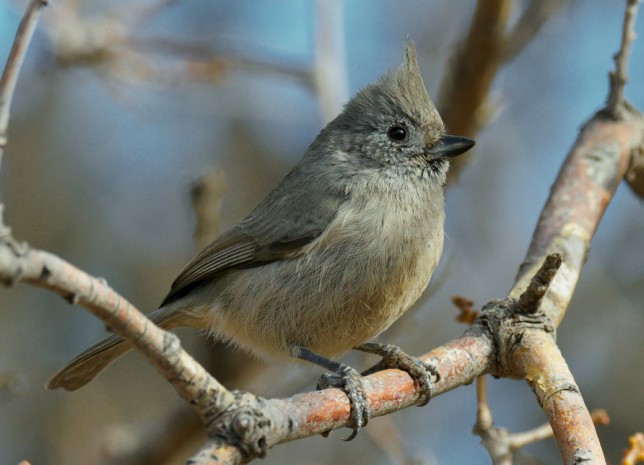 Photo of Juniper Titmouse