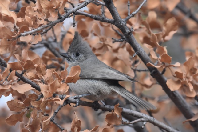 Photo of Juniper Titmouse