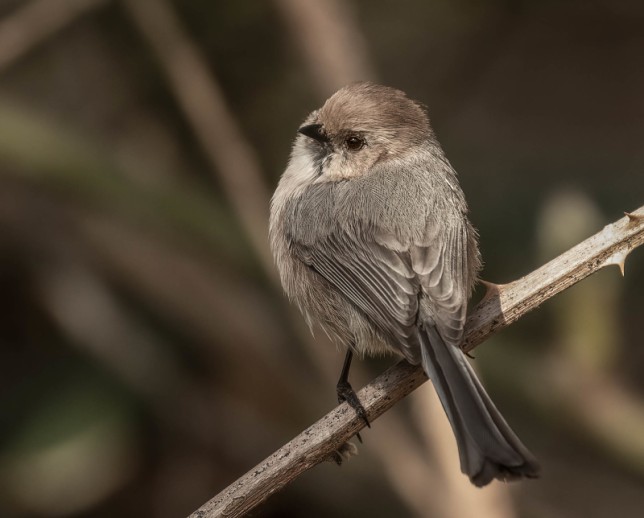 Photo of Bushtit