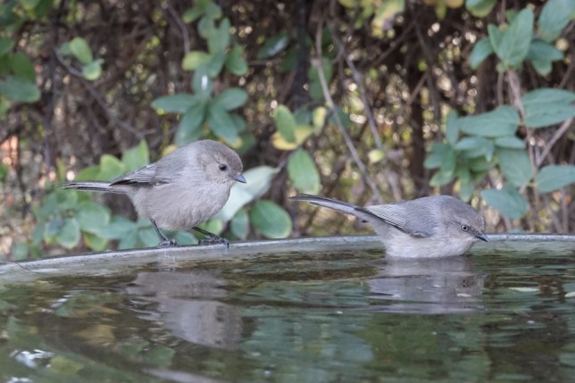 Photo of Bushtit
