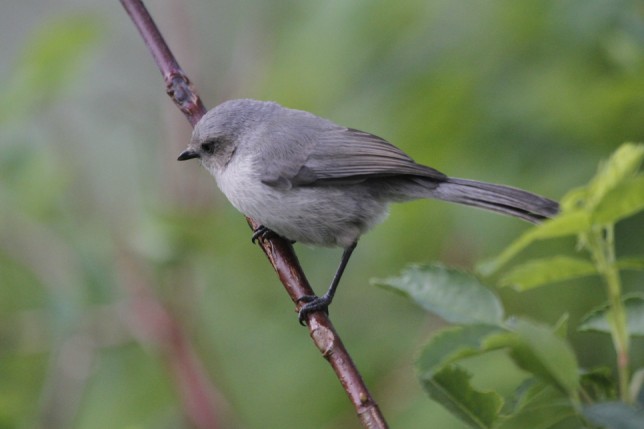 Photo of Bushtit