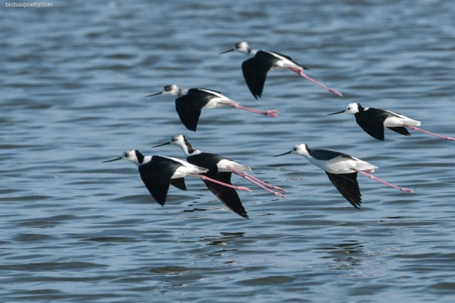Photo of Pied Stilt