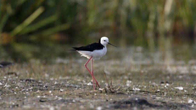 Photo of Pied Stilt