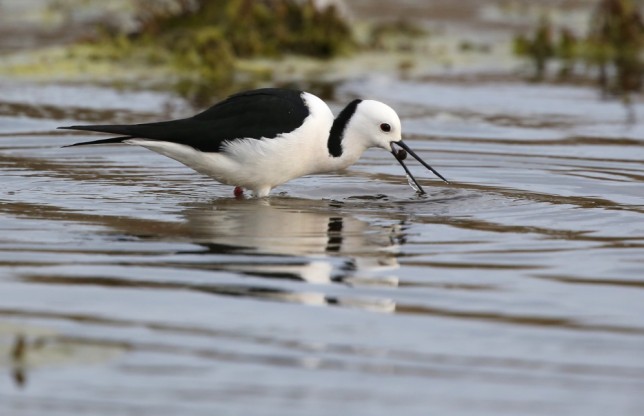 Photo of Pied Stilt