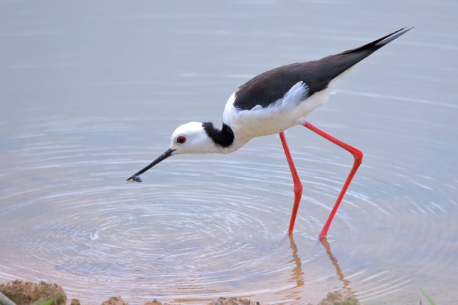 Photo of Pied Stilt