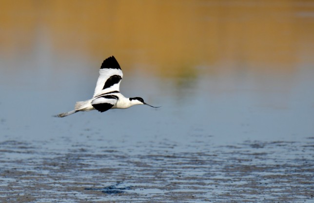 Photo of Pied Avocet