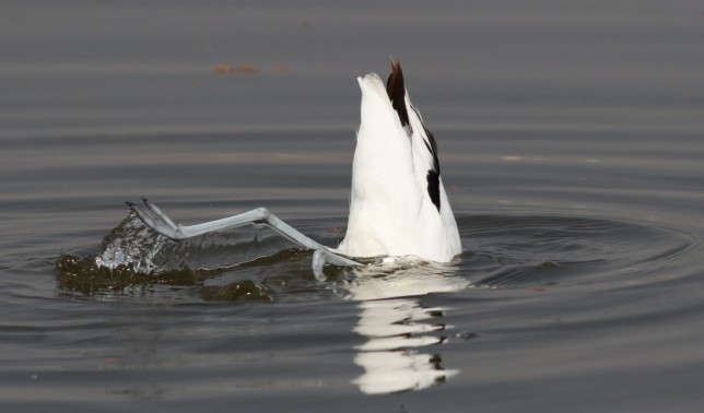 Photo of Pied Avocet