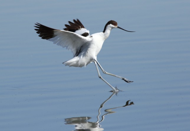 Photo of Pied Avocet