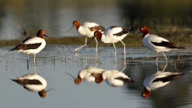 Photo of Red-necked Avocet