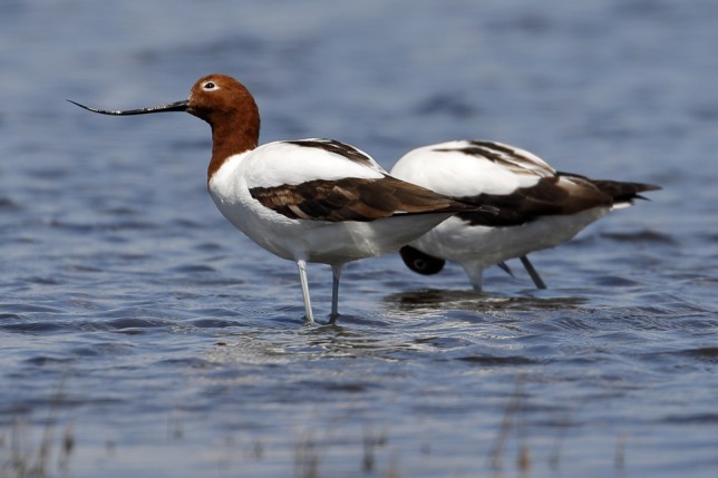 Photo of Red-necked Avocet