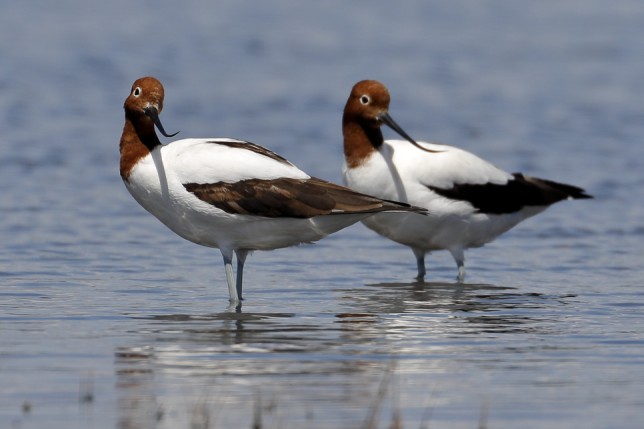 Photo of Red-necked Avocet