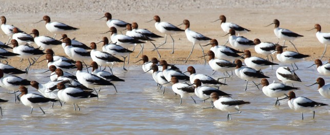 Photo of Red-necked Avocet