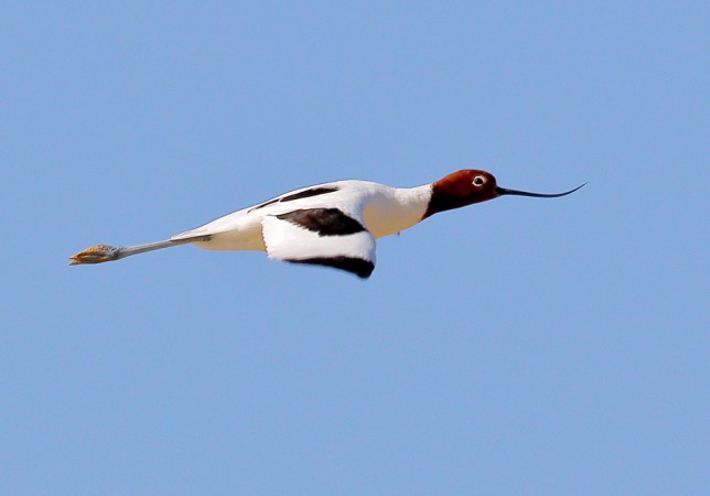Photo of Red-necked Avocet