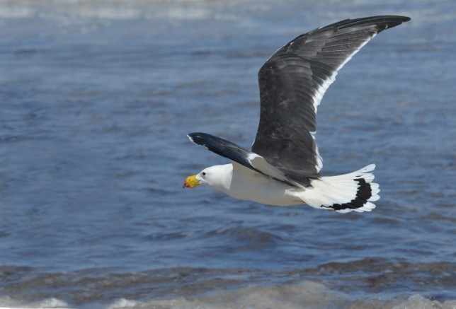 Photo of Pacific Gull