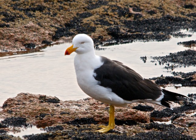 Photo of Pacific Gull