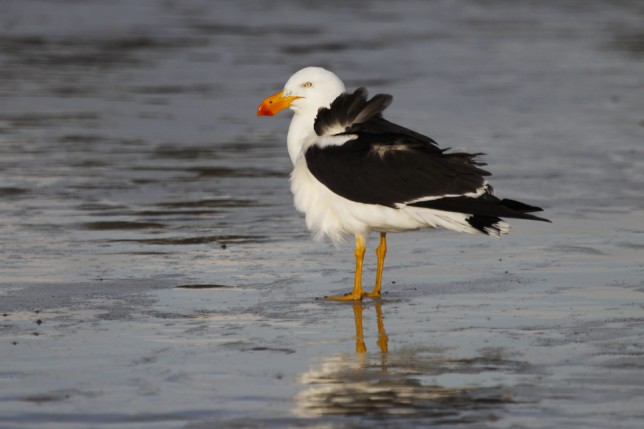 Photo of Pacific Gull